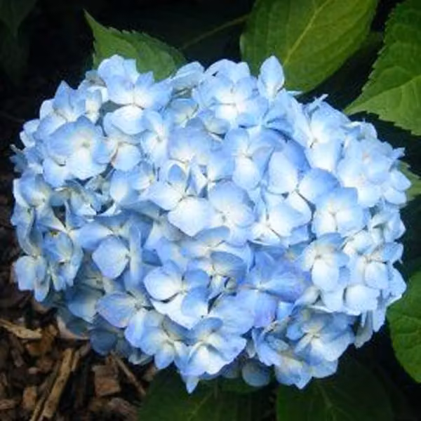 2 ortensie - *Hydrangea macrophylla* 'Gertrud Glahn' | 25-30 cm in vaso