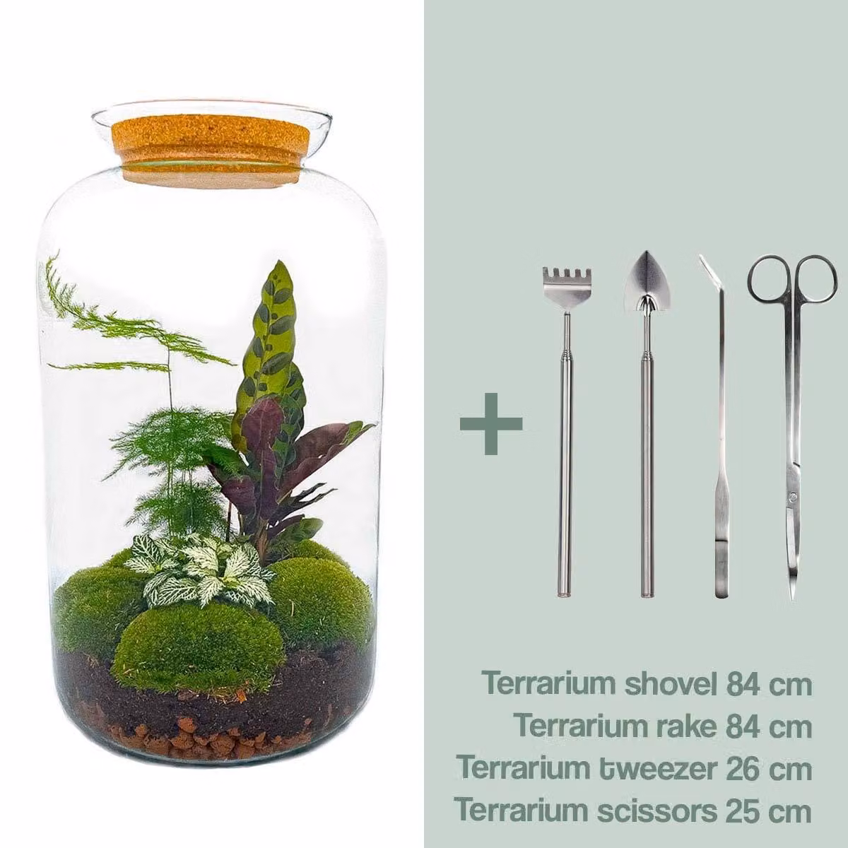 Terrario fai da te - Sven Xl botanico - ↕ 43 cm