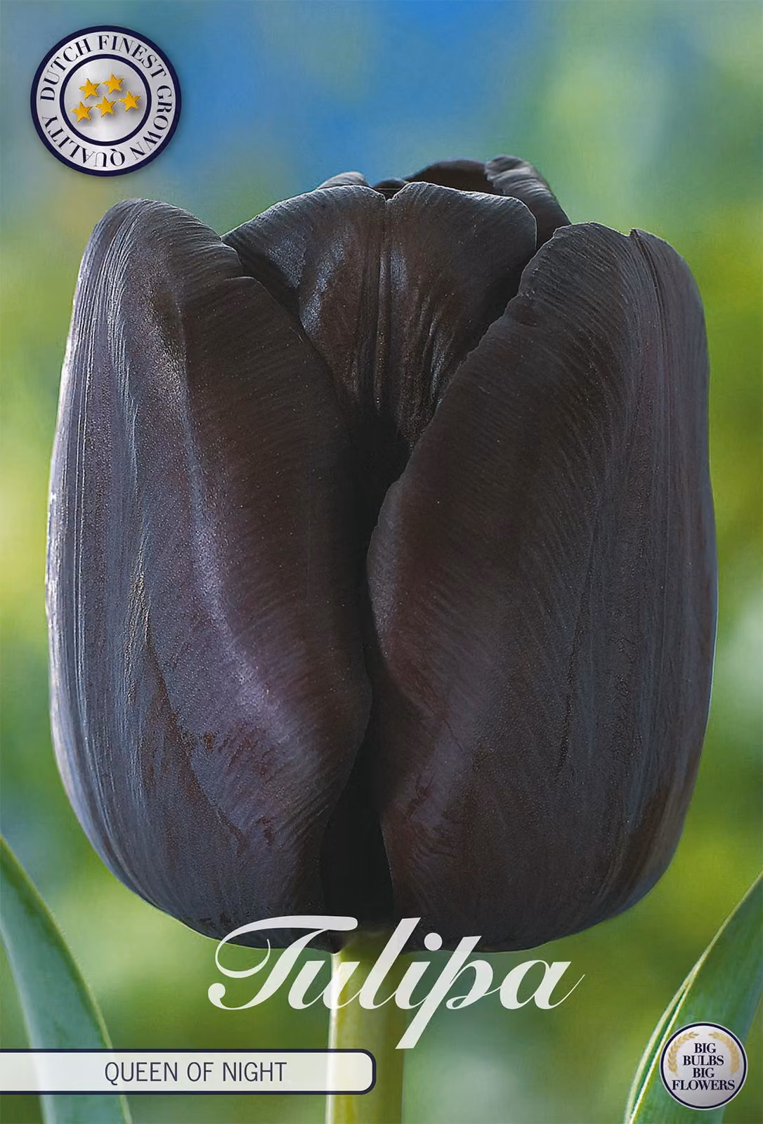 Tulipano Queen of Night (7 pezzi) | Bulbi di tulipano di Sam van Schooten