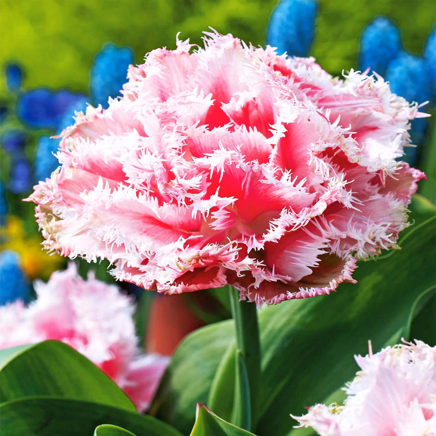 Tulipani Bulbi Fiori Tulipani doppi frangiati Queensland 5 pz.