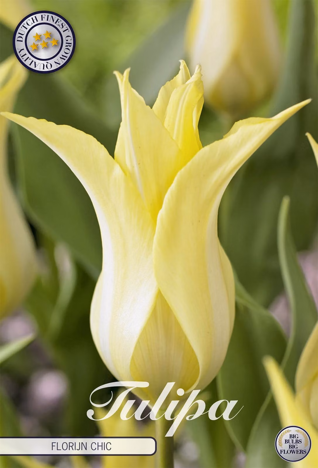 Tulipani Florijn Chic (7 pezzi) | Bulbi di tulipano di Sam van Schooten