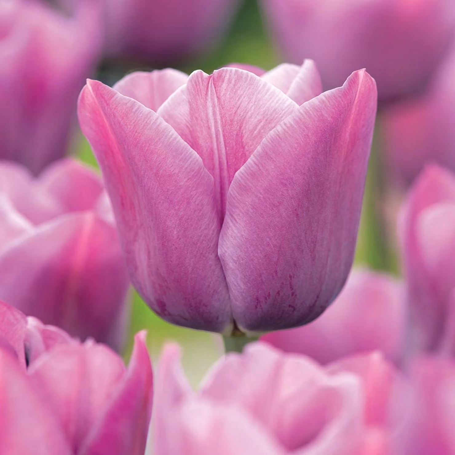 Tulipani Bulbi da fiore Bulbi da fiore Bulbi di tulipani Tulipano Viola Bellezza 5 pz.