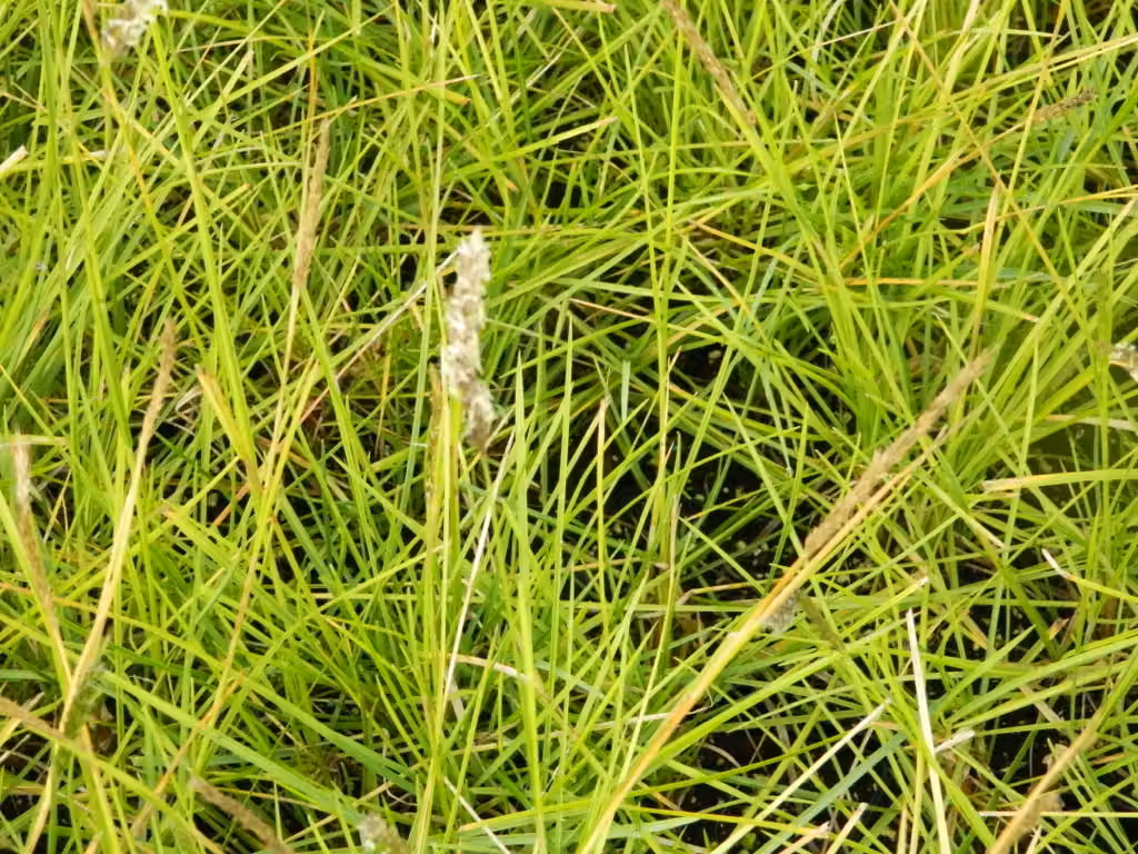 6 x Sesleria autumnalis - Erba blu in vaso 9x9 cm