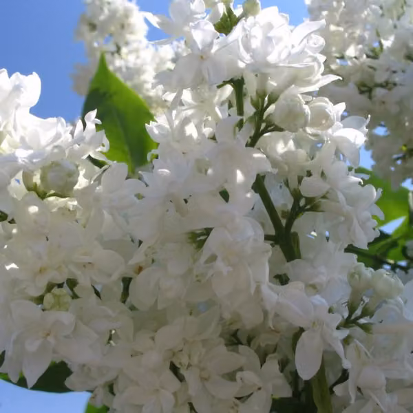 Lillaia comune - Syringa vulgaris 'Madame Lemoine' | 40-60 cm in vaso