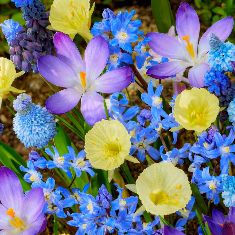 Bulbi da fiore perenni, resistenti al gelo - Mix di bulbi da fiore per la primavera - 50 bulbi - Tulipani/Narcisi/Giacinti/Muscari - Qualità olandese - Adatti per giardino, vasi e balconi