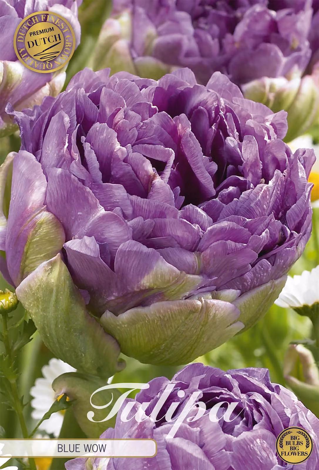 Tulipano Blue Wow (7 pezzi) | Bulbi di tulipano di Sam van Schooten