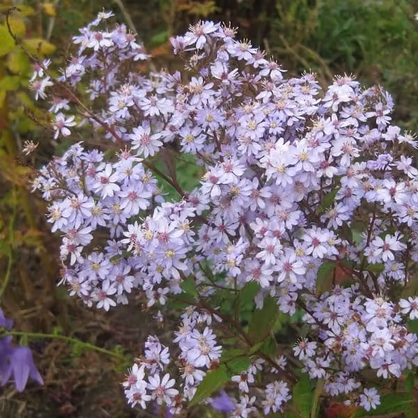 6 piante di Aster 'Photograph' | Vaso da 9x9 cm