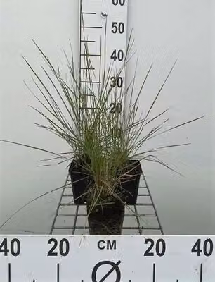 6 x Muhlenbergia capillaris - Erba pipa - vaso 9 x 9 cm