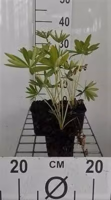 6 x Lupinus hybr. 'Gallery Blue' - Lupino - vaso 9 x 9 cm