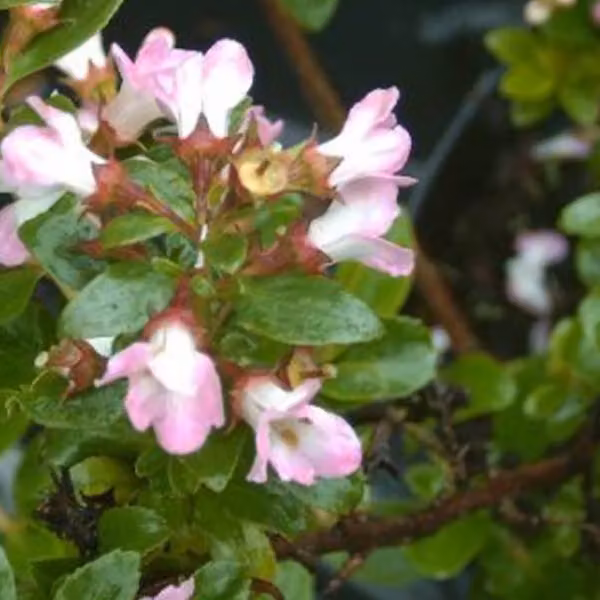2 piante di Escallonia 'Apple Blossom', altezza 40-50 cm, fornite in vaso