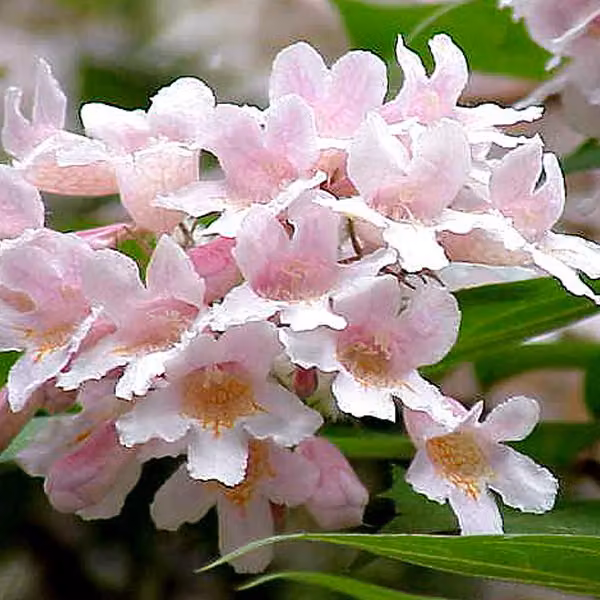 2 piante di Kolkwitzia 'Pink Cloud' (Kolkwitzia amabilis), in vaso | altezza: 30-50 cm