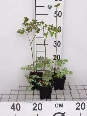 6 x Thalictrum rochebrunianum - Ruta dei prati - vaso 9 x 9 cm