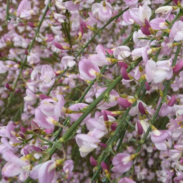 2 piante di Ginestra 'Moyclare Pink' (Cytisus), alte 40-60 cm, in vaso