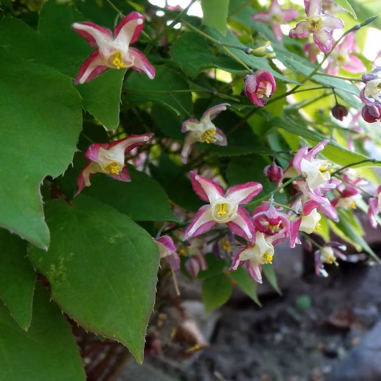 Fiore degli elfi (Epimedium rubrum) - 6 piante, 10-25cm, Ø9cm - Piante
