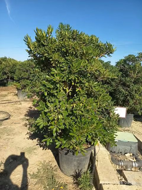 PITTOSPORUM TOBIRA CESP.60 Lt.70