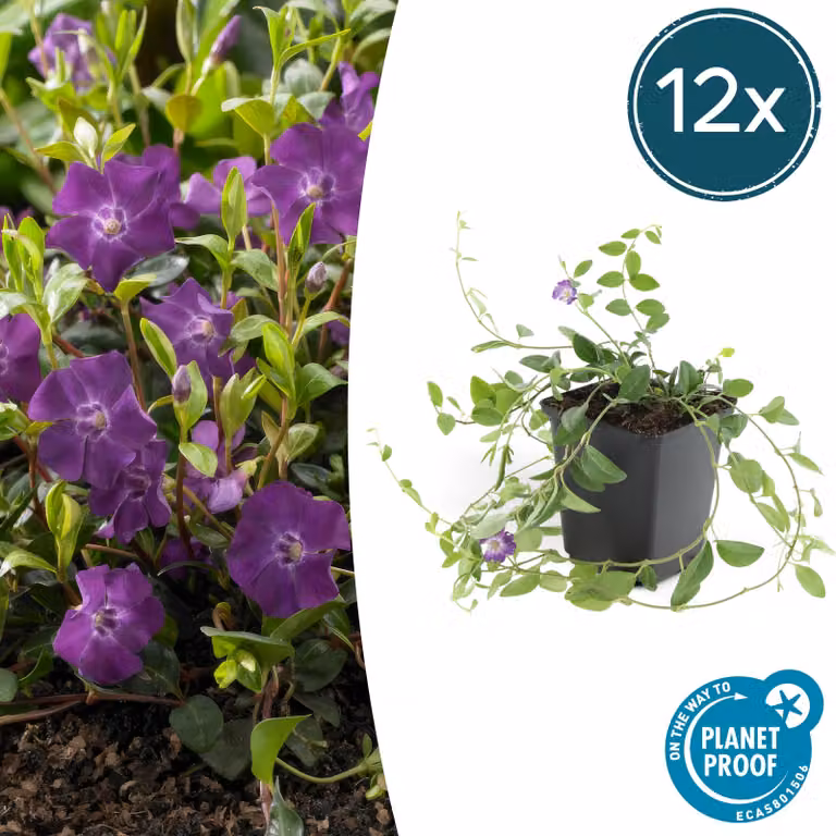 Copertura del terreno - Piccola pervinca - Vinca minor 'Atropurpurea' - Vaso da 9 cm - Set di 12 piante