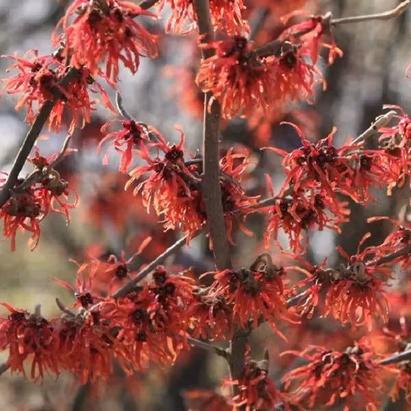 Hamamelis intermedia 'Diane' (Hamamelis intermedia 'Diane') | 40-60 cm, in vaso