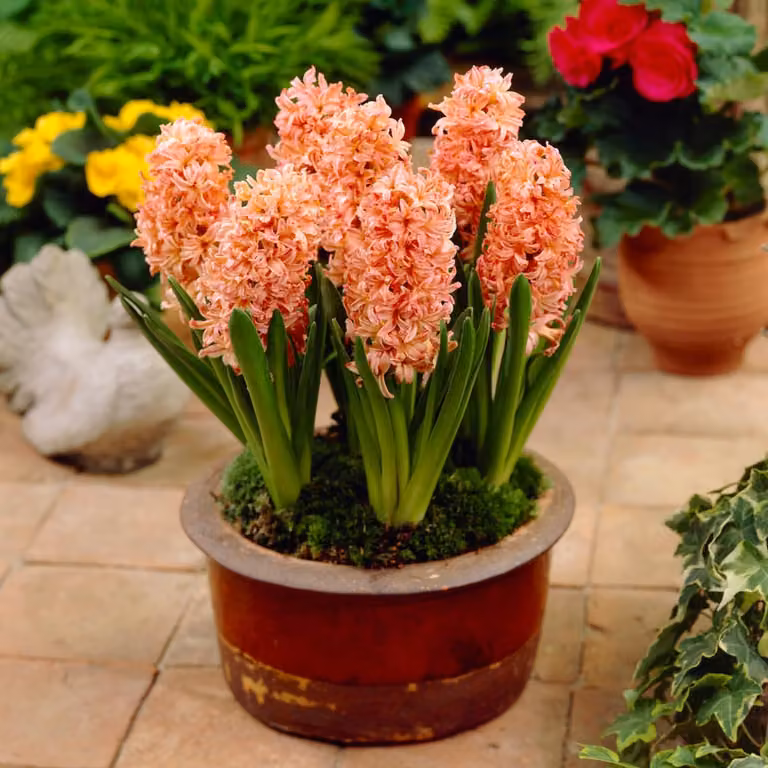 Bulbi di giacinto, resistenti al freddo invernale, perenni, varietà "Gipsy Queen" - 15 bulbi - Collezione di bulbi profumati - 3 varietà/colori - Piante provenienti dai Paesi Bassi - Adatte per giardino, vaso o terrina (bulbi di grandi dimensioni, senza s