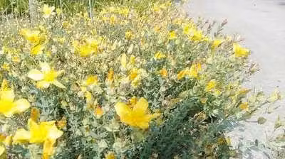 6 x Hypericum olymp. citrinum' - Erba di San Giovanni - Vaso 9 x 9 cm