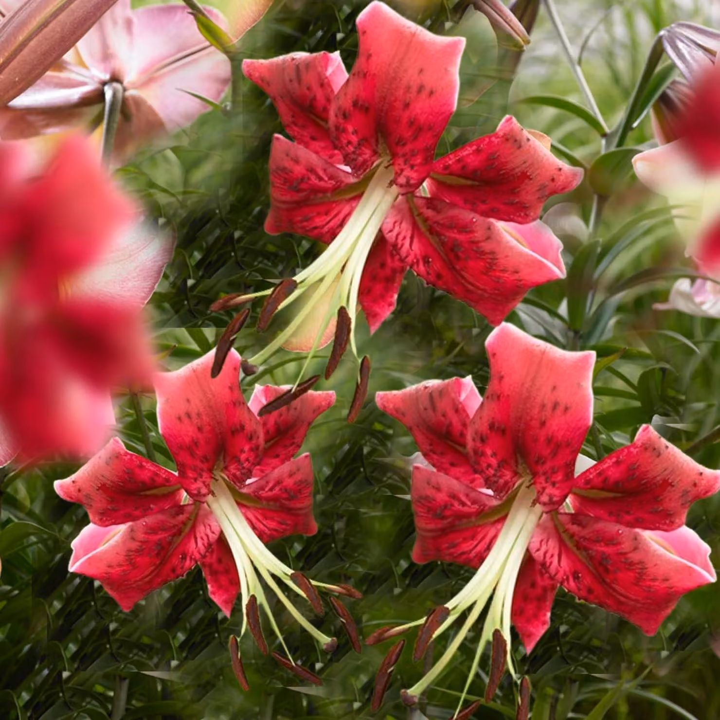 Bulbi di giglio resistenti al gelo, perenni - Miss Feya, gigli giganti - 3 bulbi - Bulbi di fiori resistenti al gelo, provenienti dai Paesi Bassi (grandi bulbi, senza semi, non trattati artificialmente)