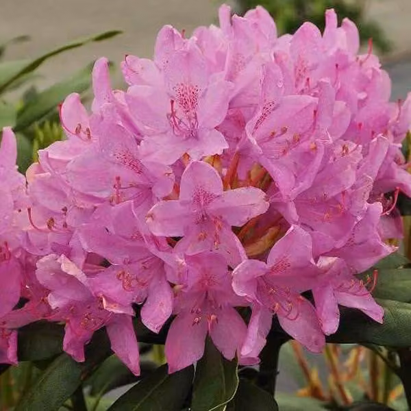 Rhododendron 'Roseum Elegans' | 60-80 cm, in vaso