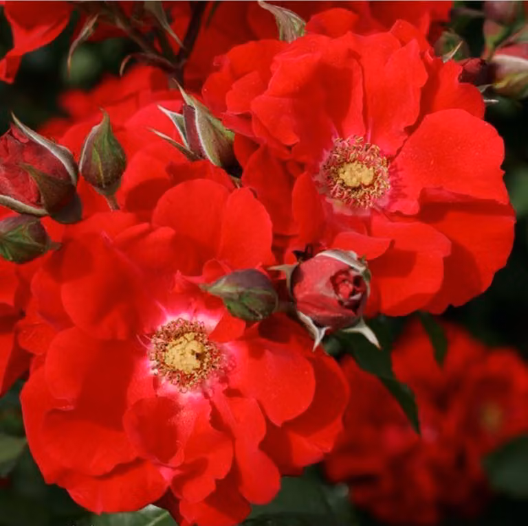 Rosa - Kordes Eleganza® Rose - Rosa 'Roter Korsar'®
