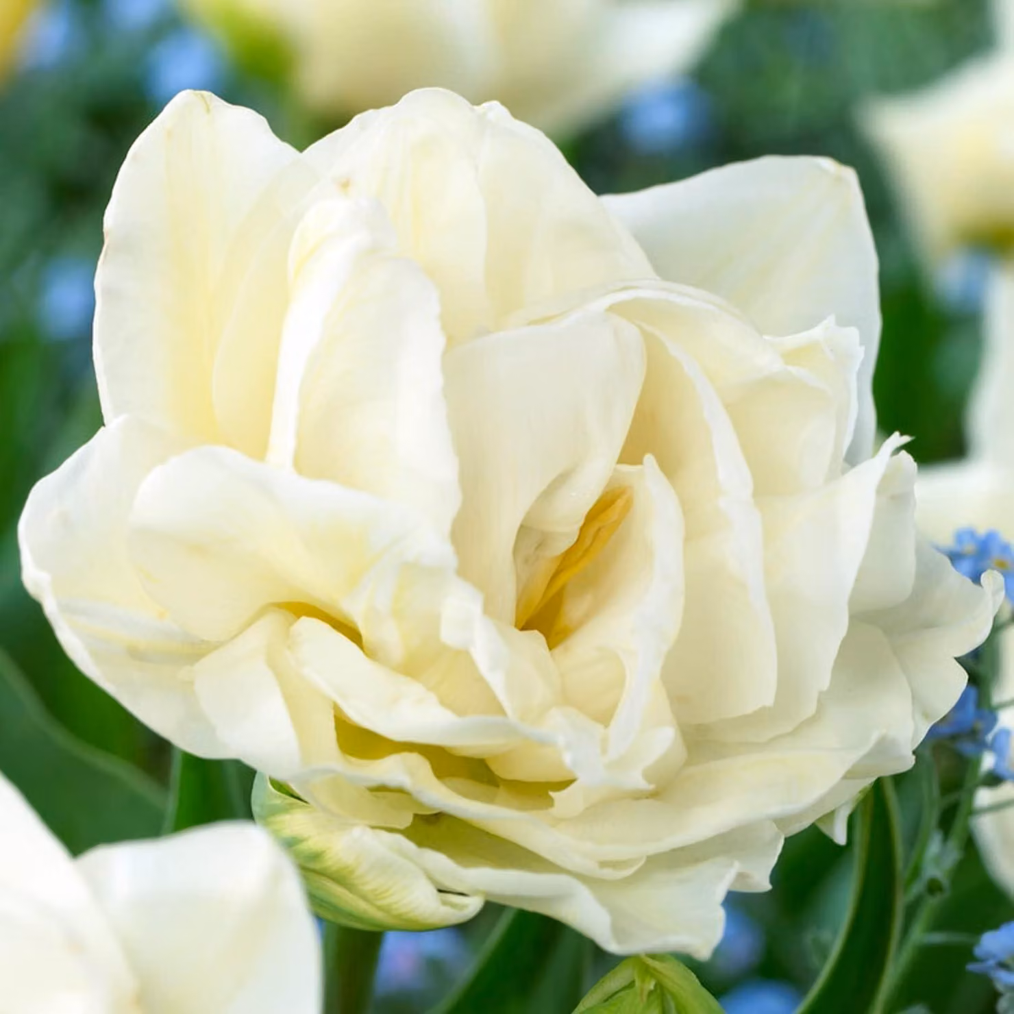 Bulbi di tulipano resistenti al freddo, perenni - Double White Passion - 20 bulbi - Piante vere provenienti dall'Olanda - Tulipani per giardino, vasi e balcone (bulbi grandi, senza semi, non artificiali)