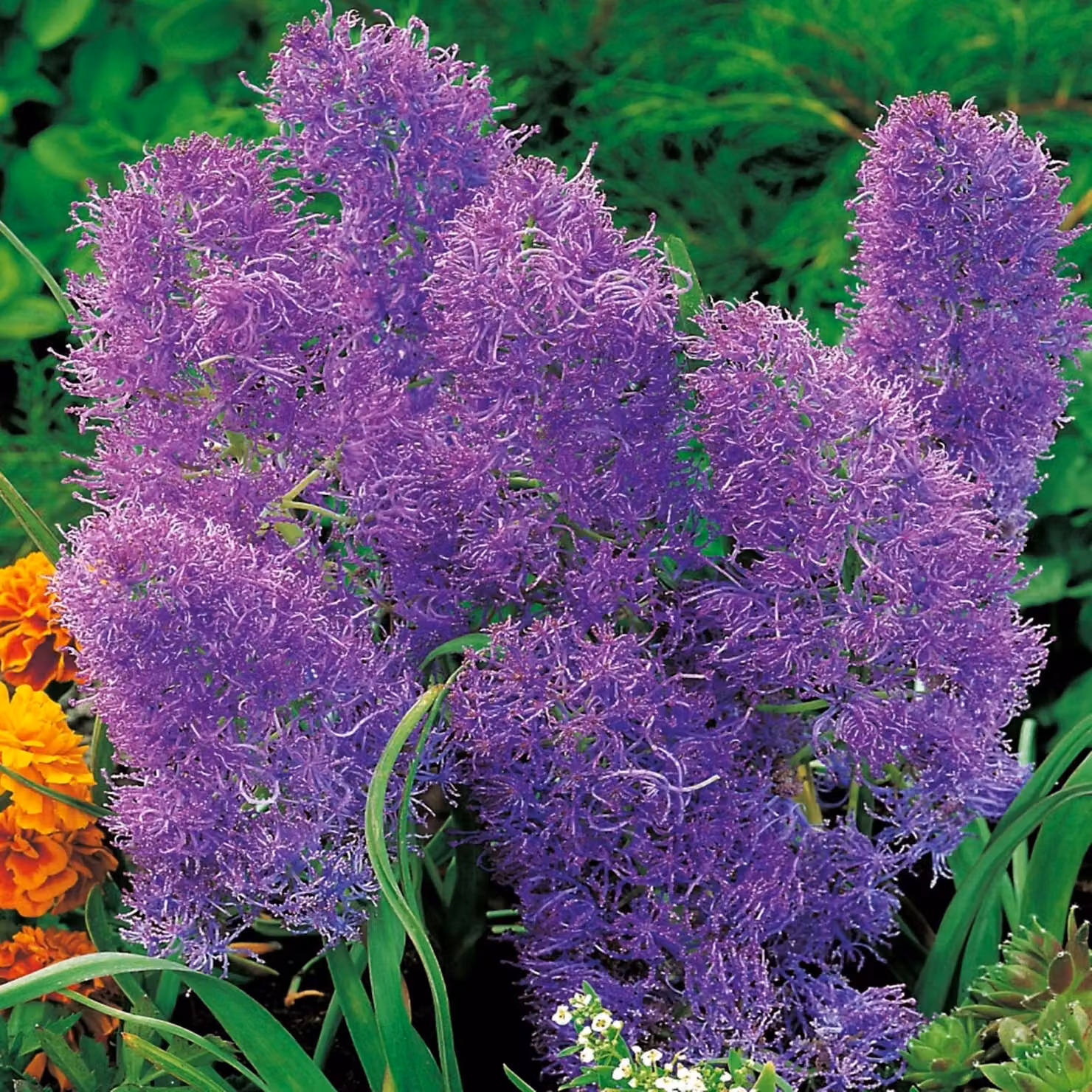 Bulbi di fiori di Muscari Bulbi di fiori di giacinto d'uva Plumosum 10 pz.
