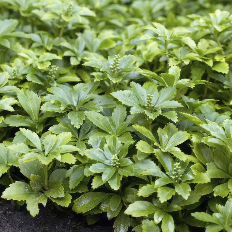 Pachysandra terminalis 'Green Carpet' - 24 piante - tappezzante sempreverde