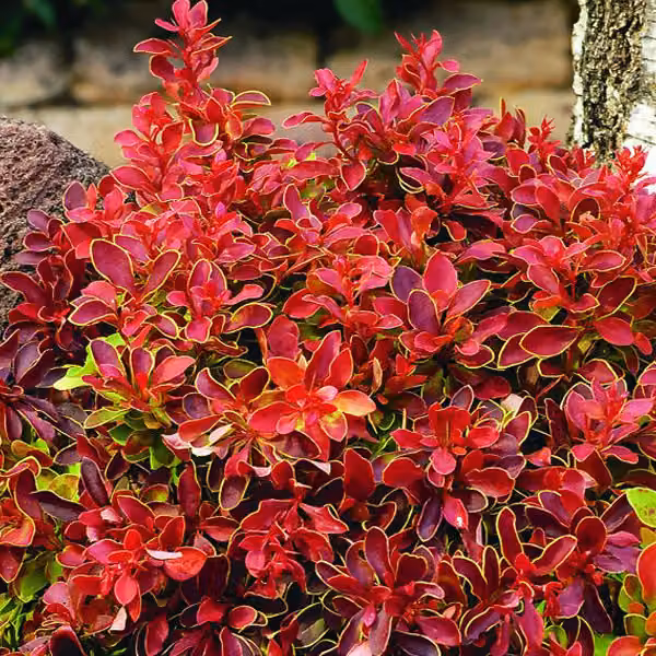 2 piante di Berberide - Berberis thunbergii 'Admiration' | Altezza: 20-25 cm, in vaso