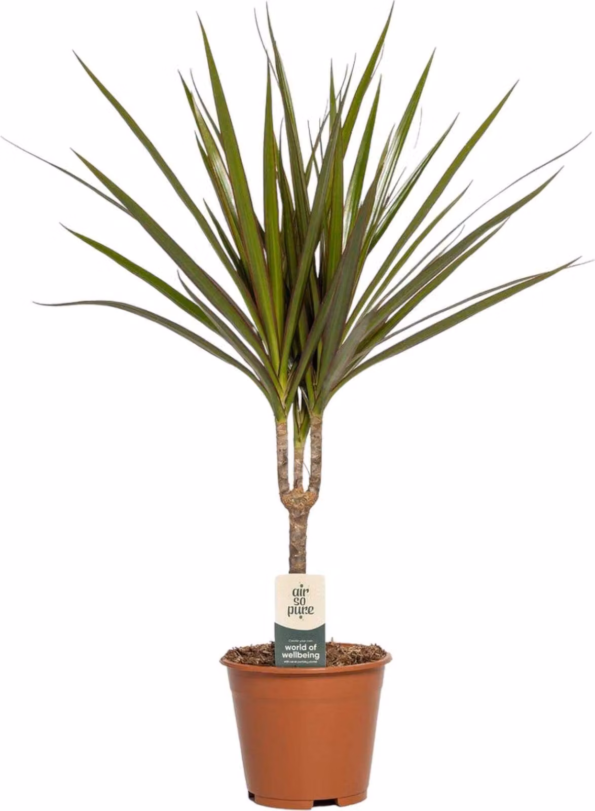 Trendyplants - Dracaena Marginata - Albero del sangue di drago - Pianta d'appartamento - Altezza 45-65 cm - Dimensioni vaso Ø14cm