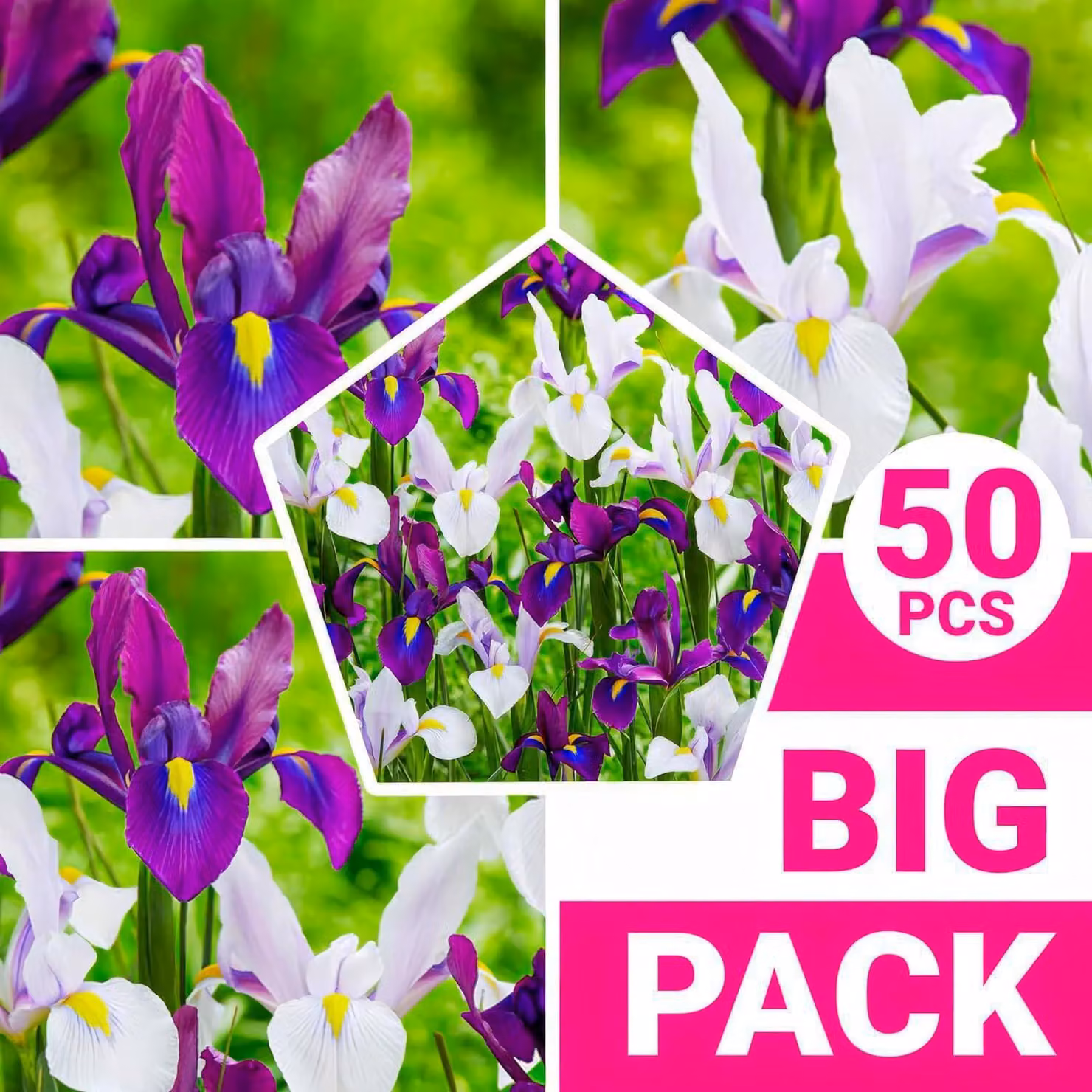 Gigli di spade resistenti al freddo, piante perenni - Bulbi di iris olandesi "Paradise" - 50 bulbi - Piante provenienti dall'Olanda, adatte per giardino e vaso (bulbi di grandi dimensioni, non semi)