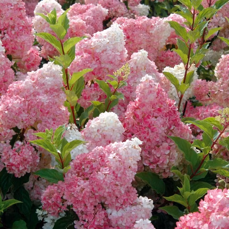 2 ortensie - Hydrangea paniculata 'Vanille Fraise' | 40-50 cm, in vaso
