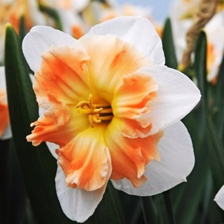 Bulbi di narciso Fiori con coppa spaccata Drama Queen 3 pz.