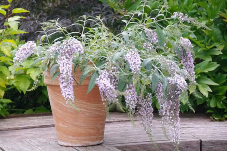 Buddleja davi. Wisteria Lane 25-30 cm cespuglio di farfalle lilla estivo - lilla a lancia