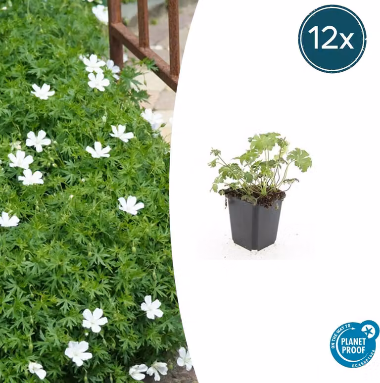 Tappeto erboso - Geranium sanguineum 'Album' - Vaso da 9 cm - Set di 12 piante