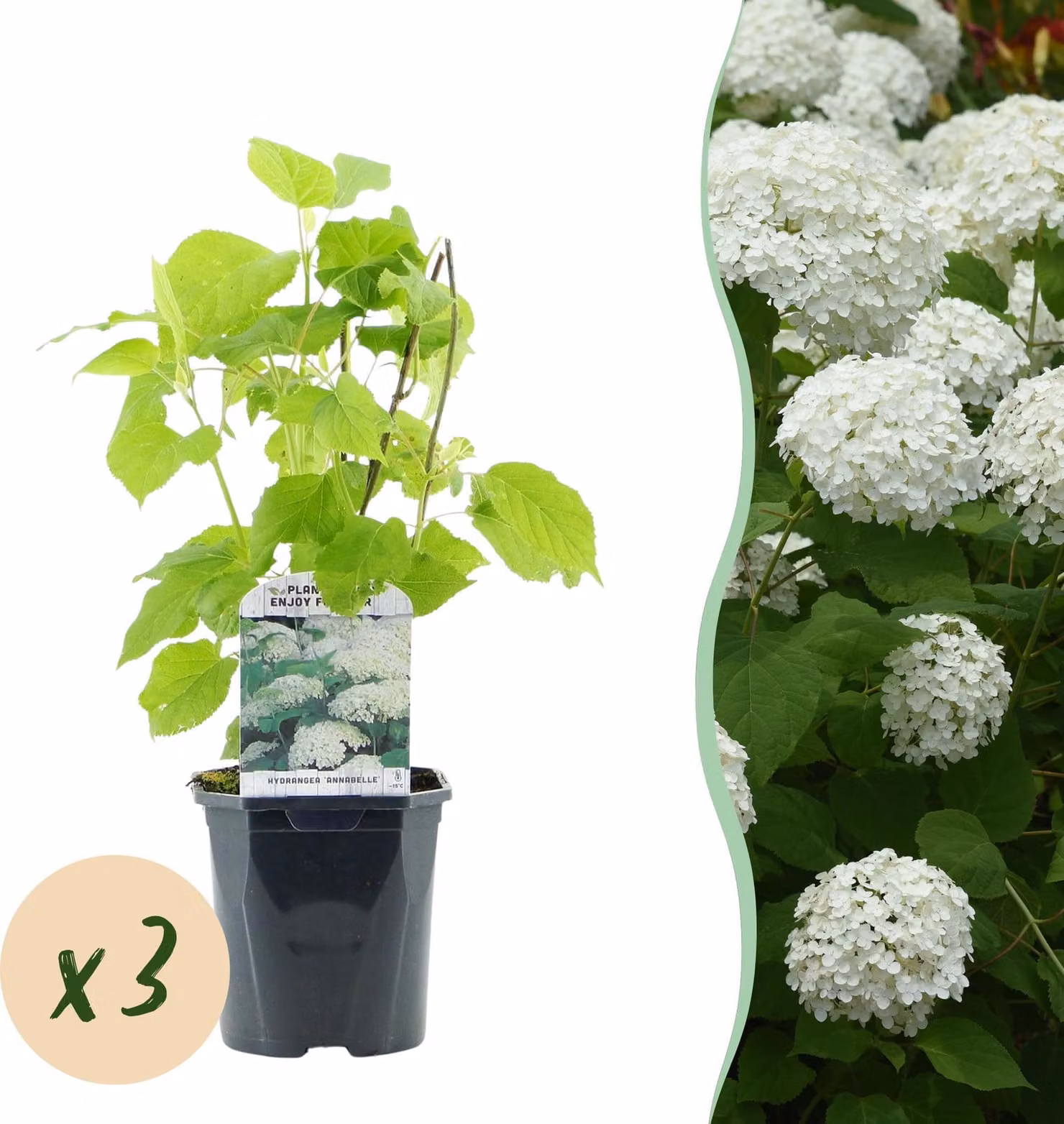 Ortensia a pennacchio - Hydrangea arborescens Annabelle - Fiore bianco - 3 piante - 1 m2 - Deciduo - Fiori grandi - 40-50cm - Ø18cm - Pianta da giardino