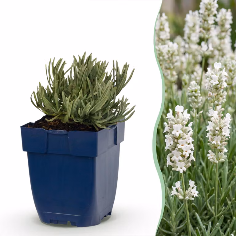 Lavandula ang. Edelweiss - Lavanda - Profumata - Bianca - 12 piante - 15-25cm - Ø11cm - Pianta da giardino
