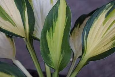 6 x Hosta hybr. 'Color Festival' - Hosta - vaso 9 x 9 cm