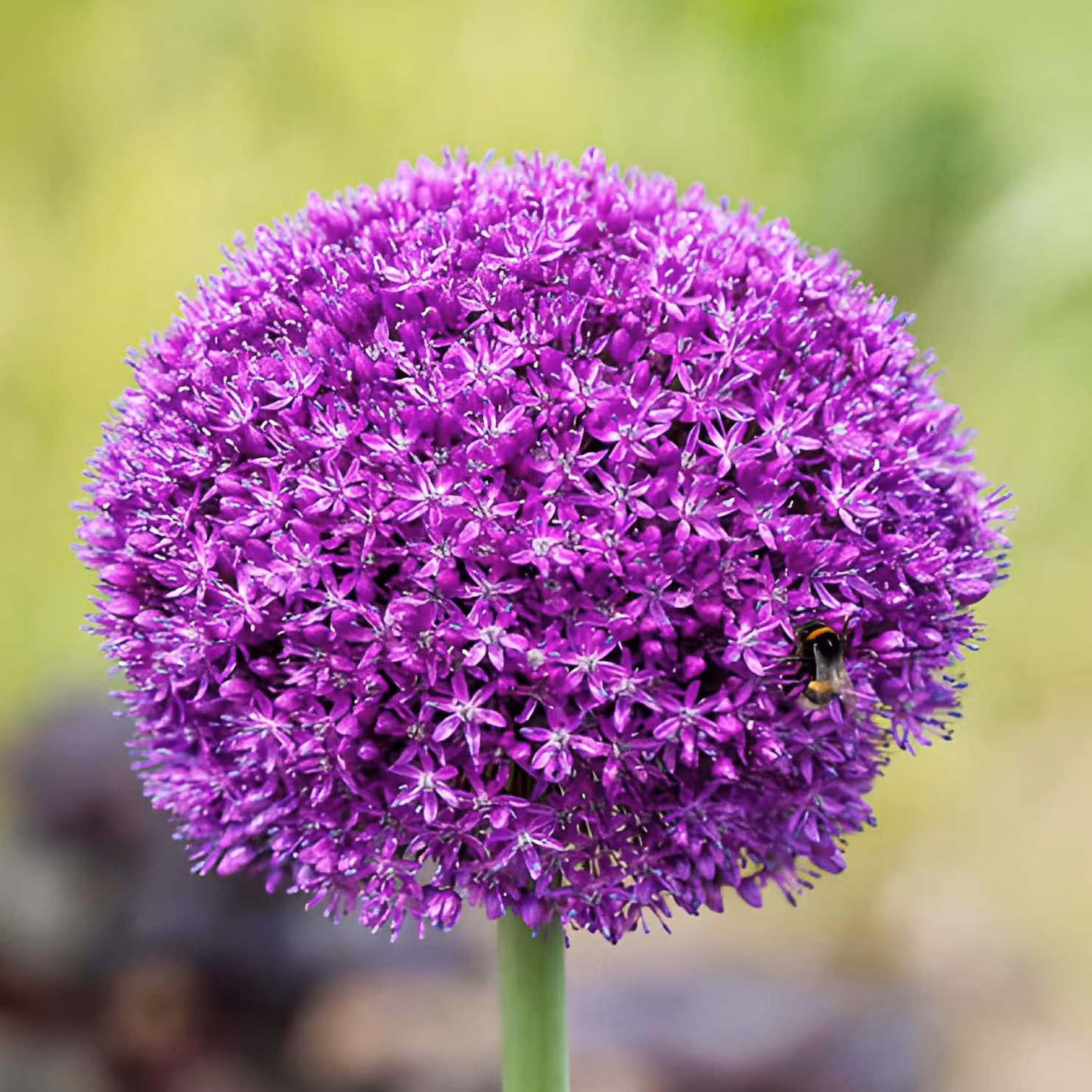 Bulbi di Allium resistenti al freddo, perenni - Purple Sensation - 5 bulbi - Allium Giganteum - Piante profumate provenienti dall'Olanda, ideali per giardino e vasi (bulbi grandi, senza semi, non trattati artificialmente)