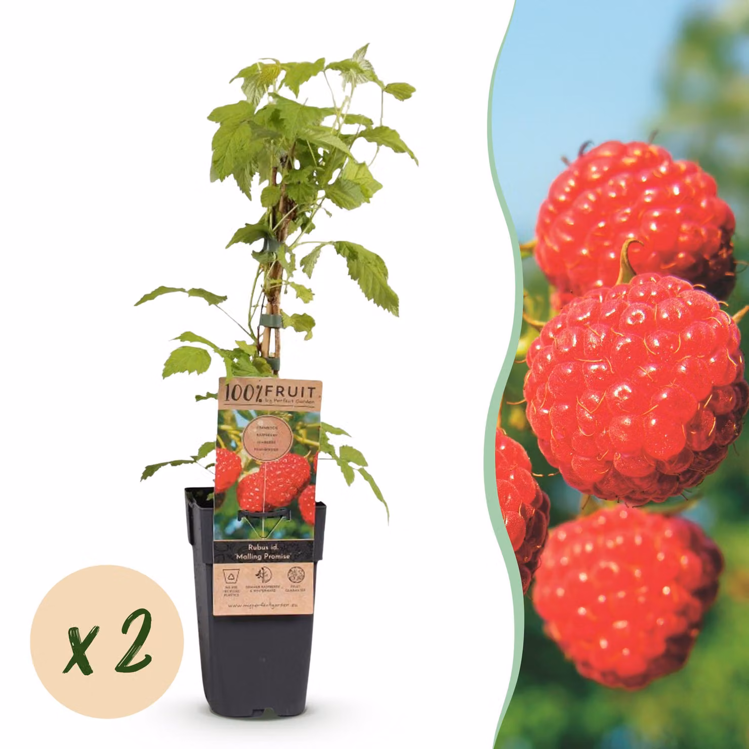 Rubus idaeus Malling Promise - Pianta di lampone - rustica - Lampone rosso - 2 piante - 40-50cm - Ø15cm - Pianta da giardino