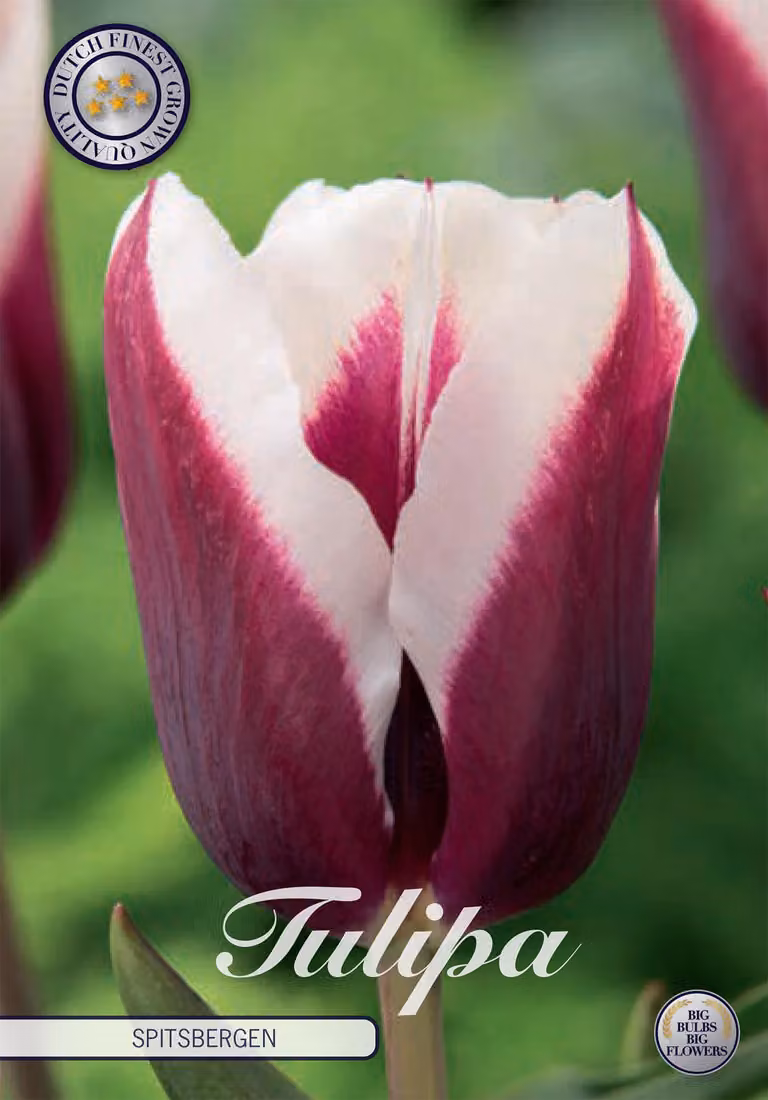 Tulipani Spitsbergen (7 pezzi) | Bulbi di tulipano di Sam van Schooten