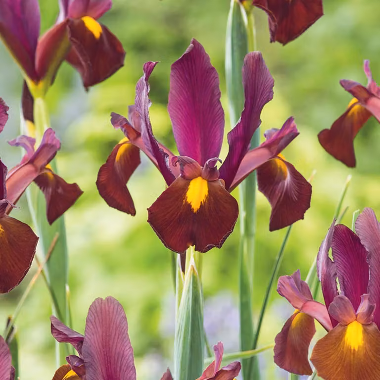 Bulbi da fiore Bulbi da fiore Iris olandese Red Ember 10 pz.