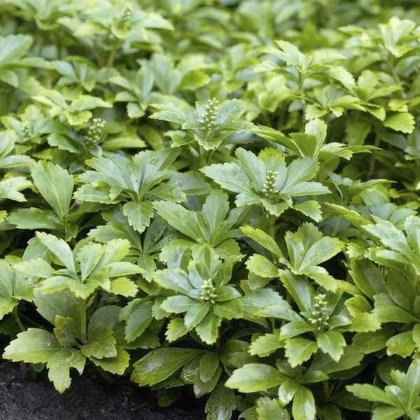 Pachysandra terminalis 'Green Carpet' 6 piante, verde ombra, resistente al