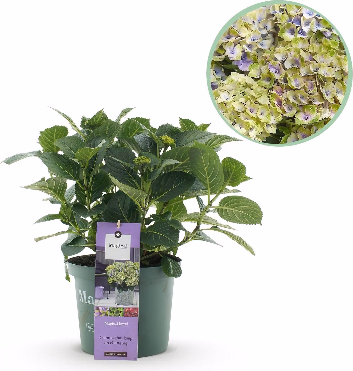 Ortensia Magical Jewel Blue (Hydrangea macrophylla) blu, pianta da balcone
