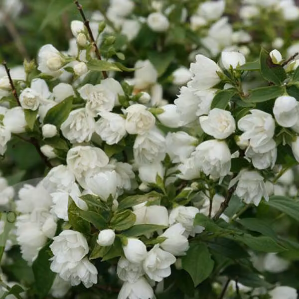 2 piante di gelsomino da giardino - Philadelphus 'Manteau D'Hermine' | altezza 40-50 cm, in vaso
