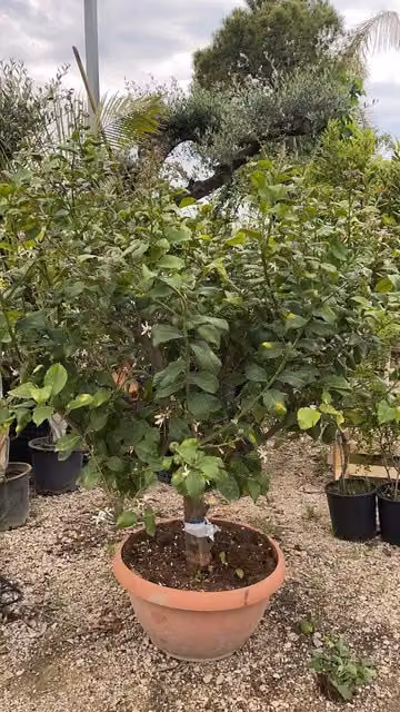 Limone 4 stagioni in ciotola 70 cm h 180cm - Pianta Albero da Frutto Foto Reali