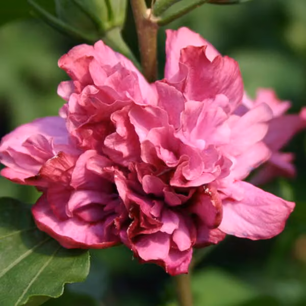 Hibiscus siriano 'Duc De Brabant' | 40-60 cm, in vaso