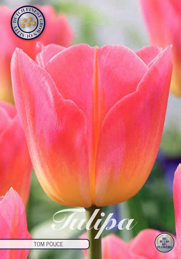 Tulipano Tom Pouce (7 bulbi) | Bulbi di tulipano di Sam van Schooten