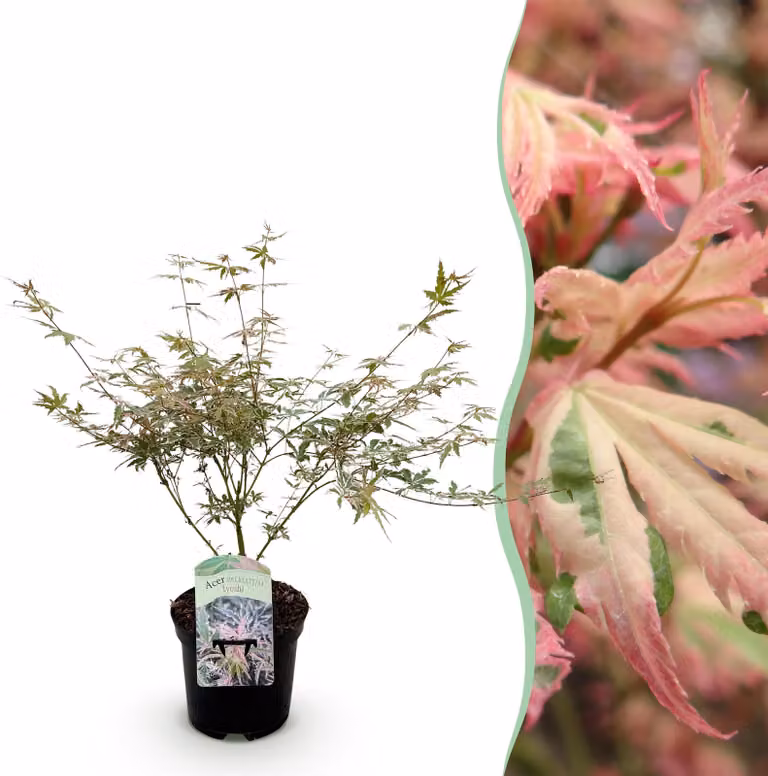 Pianta da terrazzo - Acero giapponese - Acer palmatum Iyoshi - Rosa - 1 Pianta - Decidua - 60-70cm - Ø25cm - Pianta da giardino